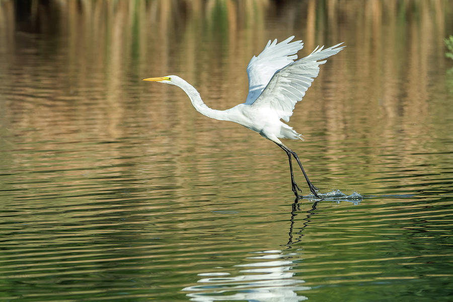 Great Egret 4715-091017-1 Photograph by Tam Ryan