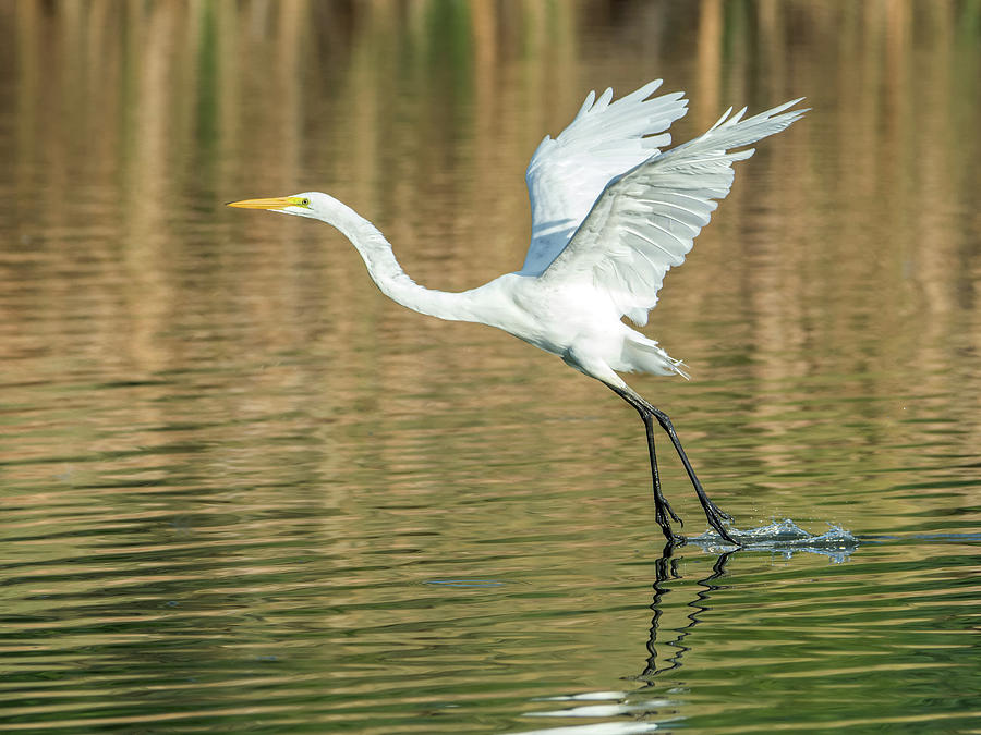 Great Egret 4715-091017-1cr Photograph by Tam Ryan