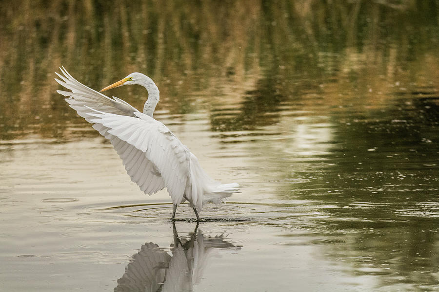 Great Egret 4763-112717-1 Photograph by Tam Ryan