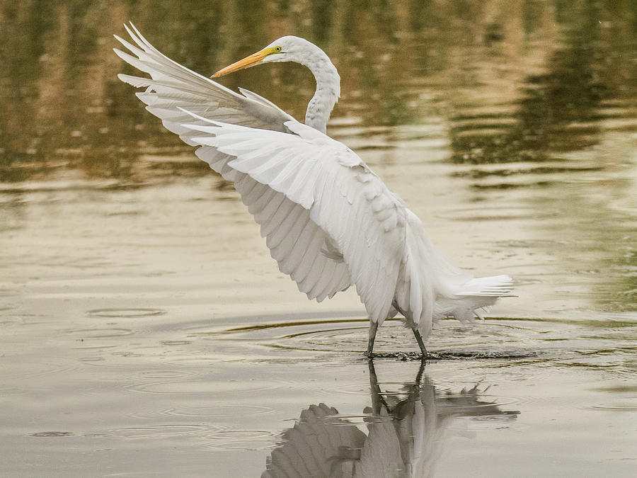Great Egret 4763-112717-1cr Photograph by Tam Ryan