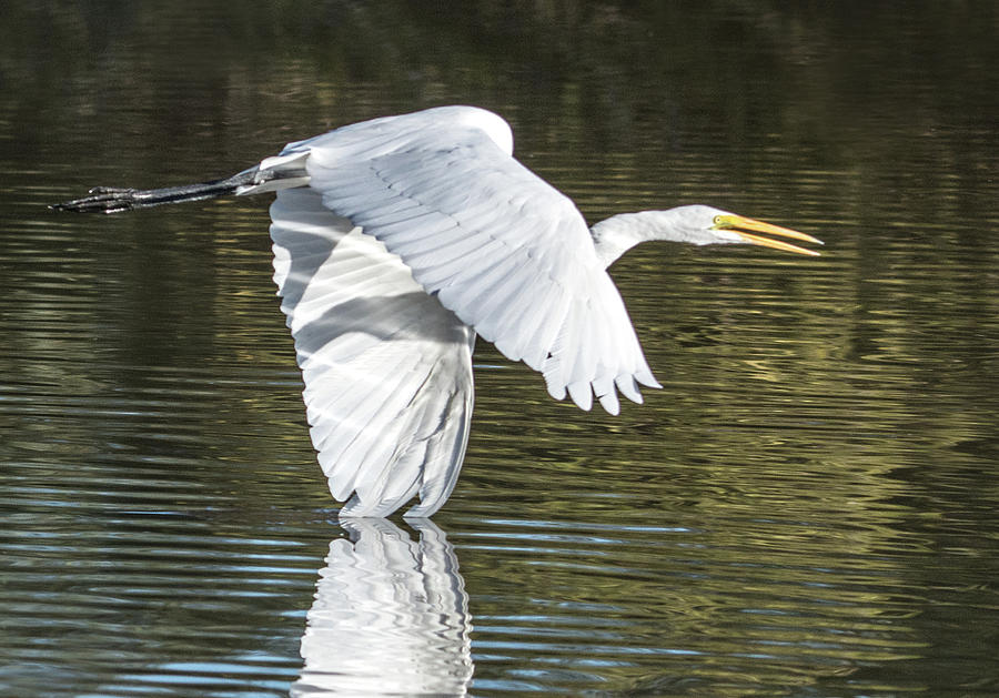 Great Egret 4781-112517-2cr Photograph by Tam Ryan