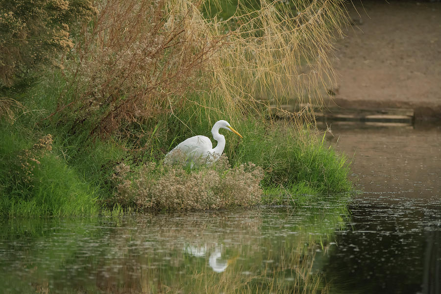 Great Egret 5755-112717-1 Photograph by Tam Ryan