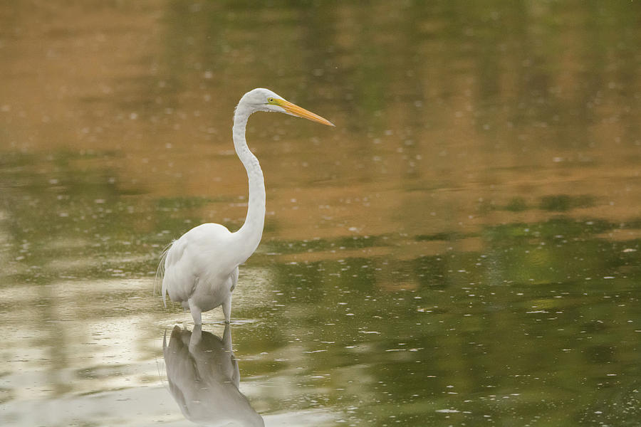 Great Egret 5788-112717-1 Photograph by Tam Ryan