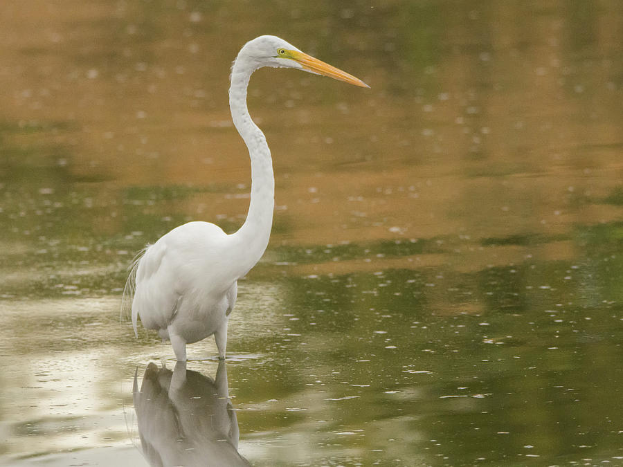 Great Egret 5788-112717-1cr Photograph by Tam Ryan