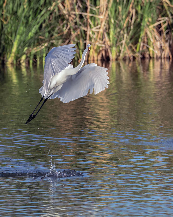 Great Egret 5907-021018-2cr Photograph by Tam Ryan