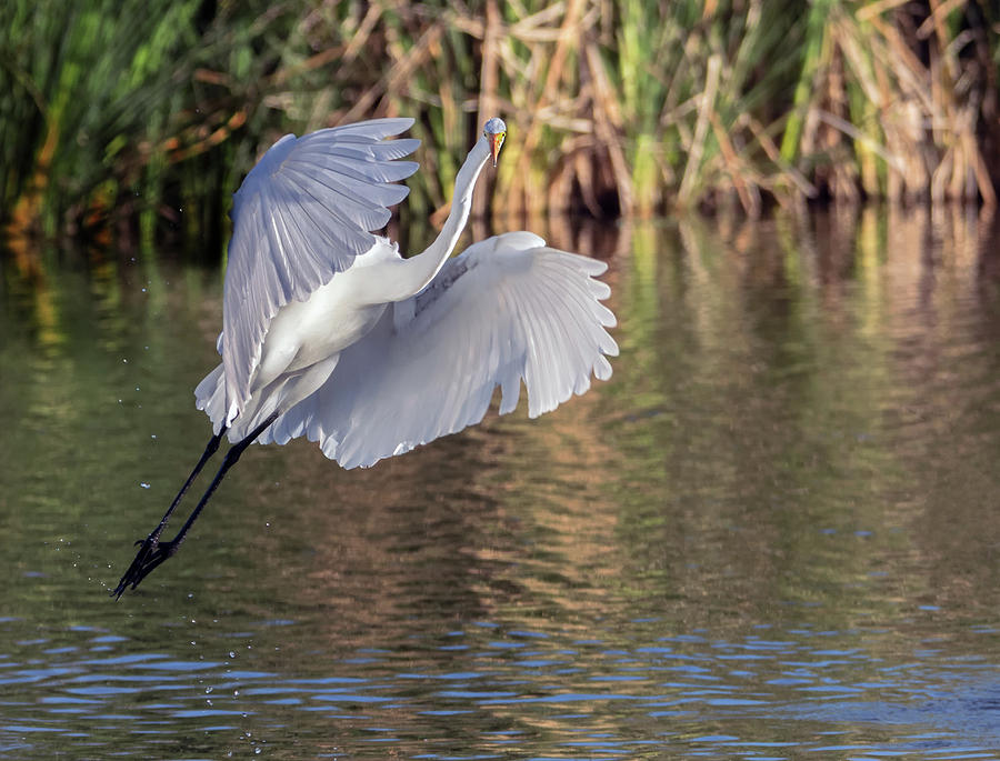 Great Egret 5907-021018-3cr Photograph by Tam Ryan