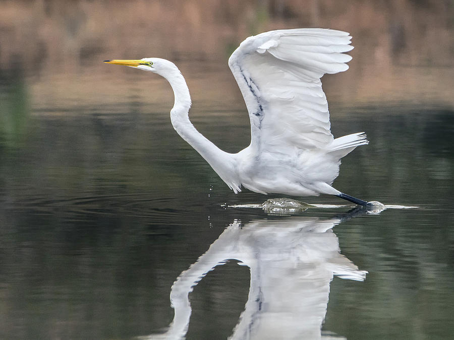 Great Egret 6299-113017-1cr Photograph by Tam Ryan