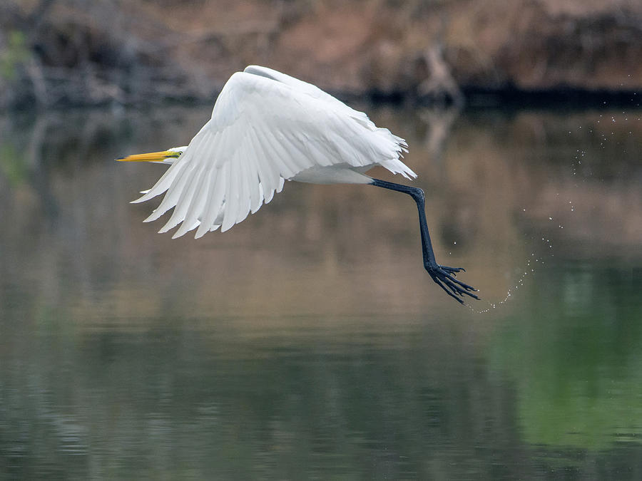 Great Egret 6302-113017-1cr Photograph by Tam Ryan