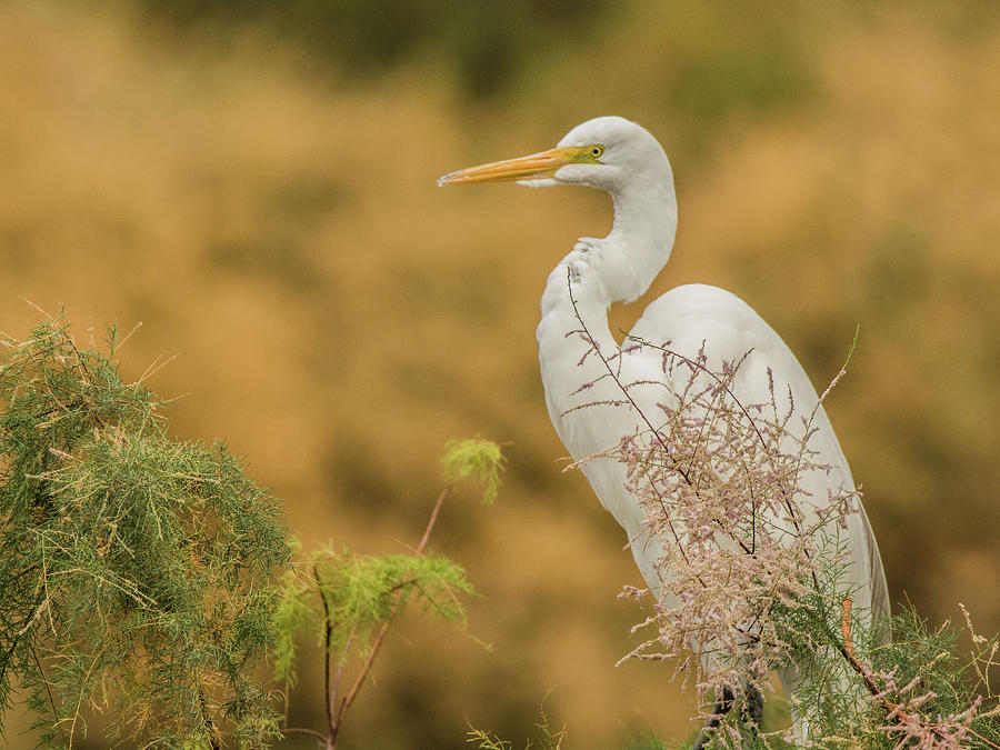 Great Egret 6691-120117-1cr Photograph by Tam Ryan