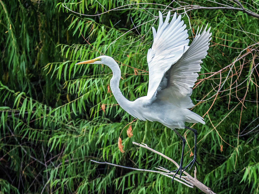 Great Egret 7033-092116-2cr Photograph by Tam Ryan