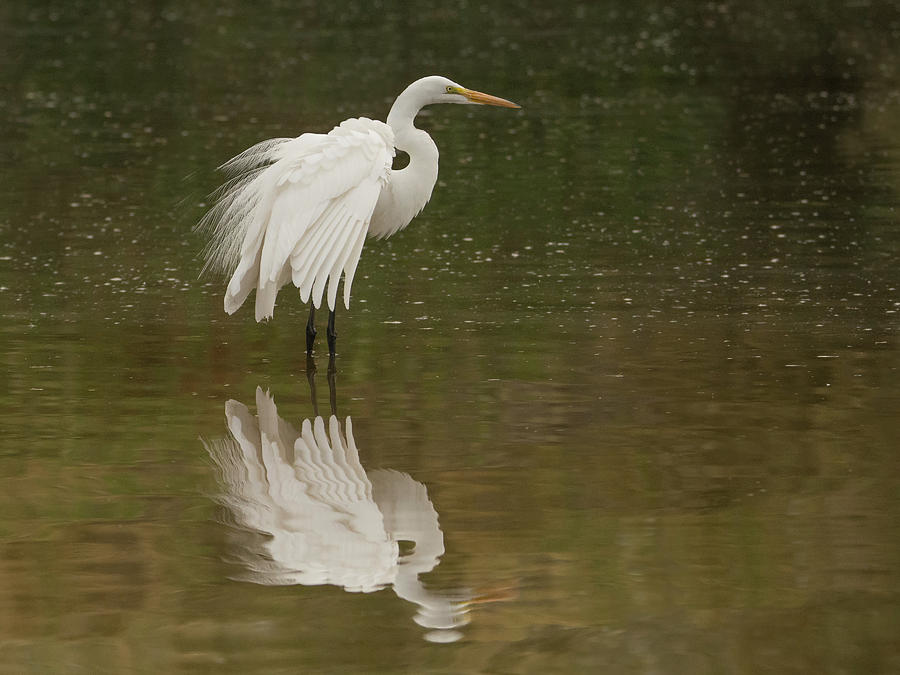 Great Egret 7104-120117-1cr Photograph by Tam Ryan