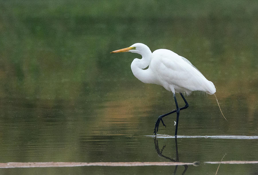 Great Egret 7569-021418-1cr Photograph by Tam Ryan