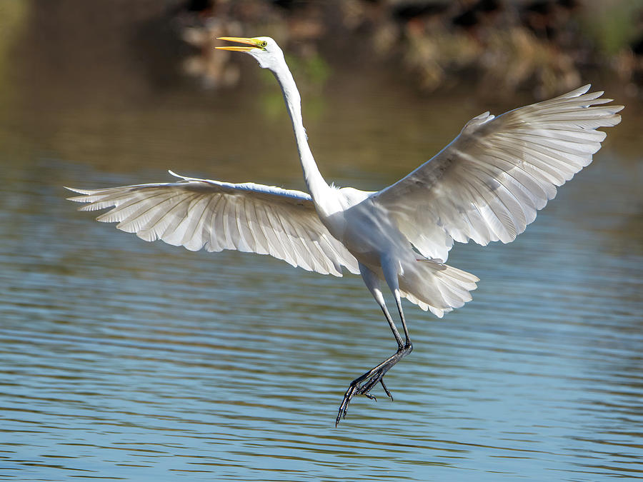 Great Egret 8868-102317-2 Photograph by Tam Ryan