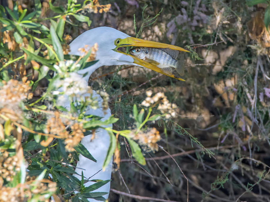 Great Egret 9378-120317-1cr Photograph by Tam Ryan