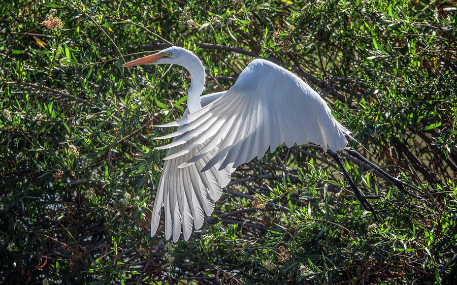 Great Egret 9489-022218-1cr Photograph by Tam Ryan