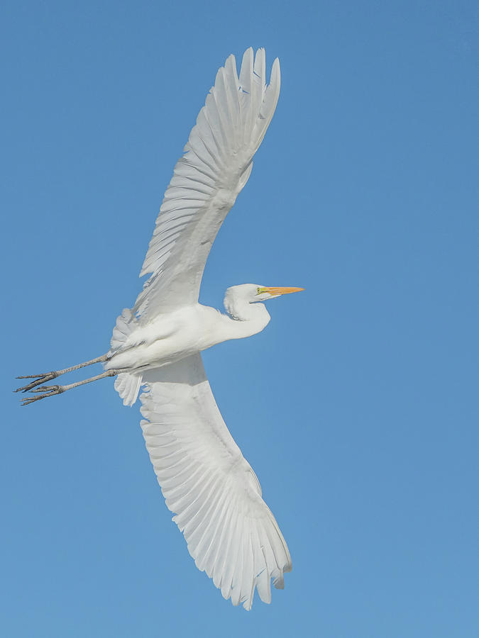Great Egret 9917-022418-2cr Photograph by Tam Ryan