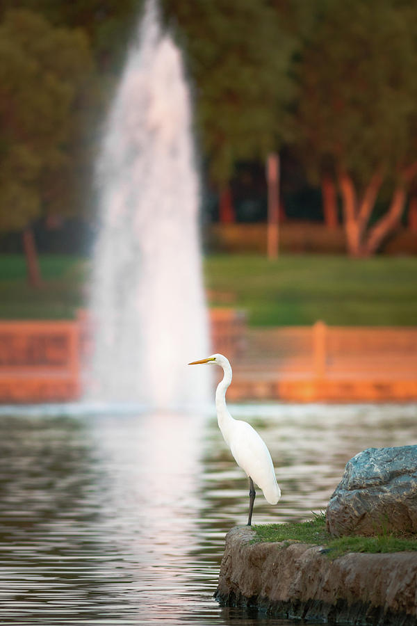Great Egret Photograph by Adam Rainoff