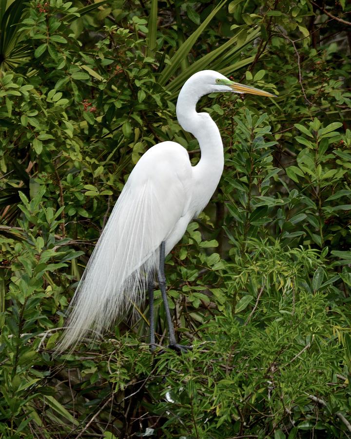 Great Egret All Dressed Up Photograph by Carol Bradley