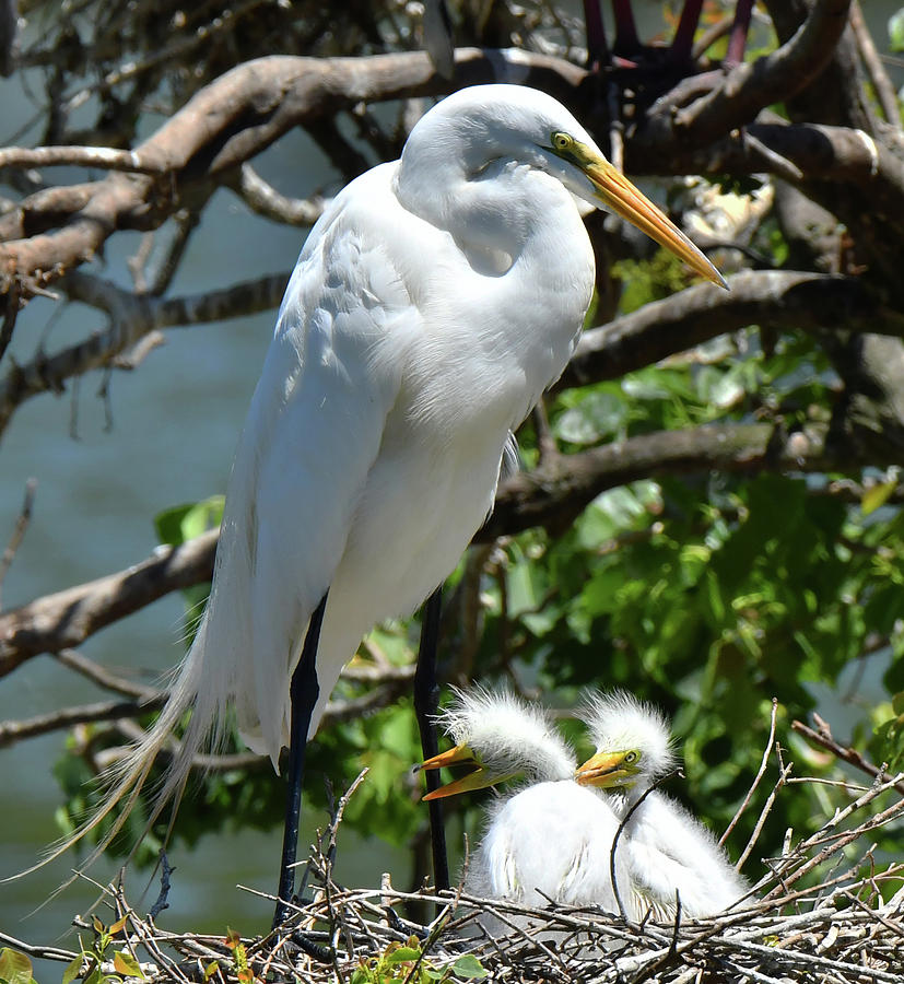 Great Egret and Chicks Photograph by Alan Lenk