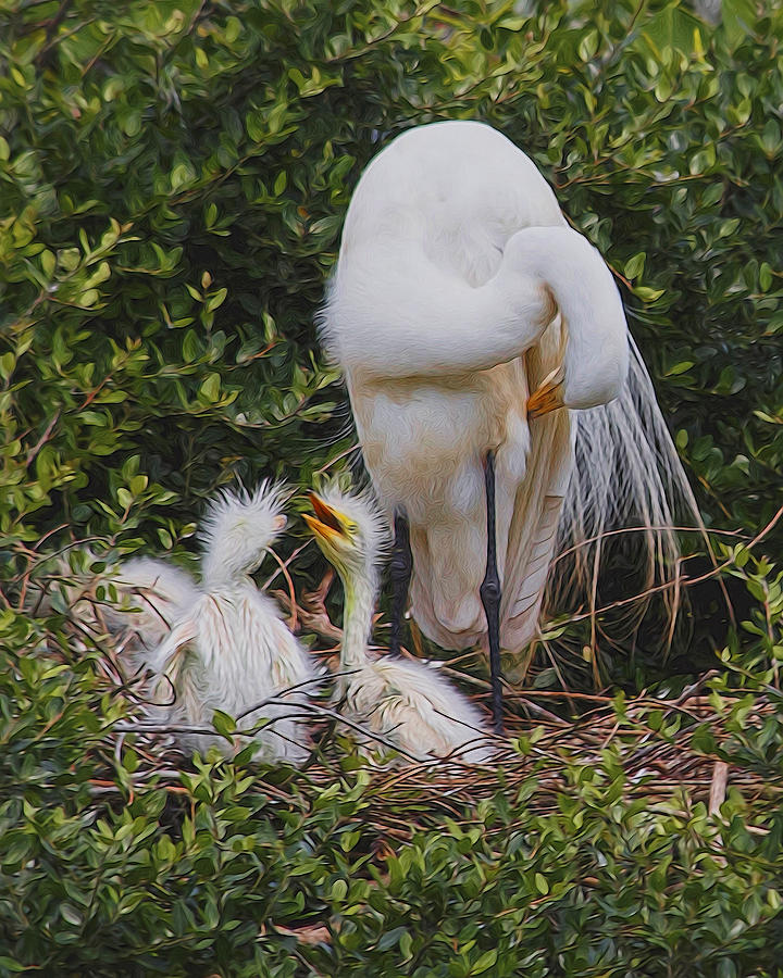 Great Egret and chicks - High Island Texas Photograph by ...