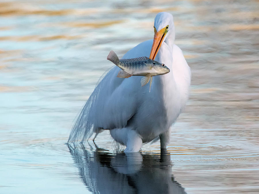 Great Egret and Fish 1197-011418-1cr Photograph by Tam Ryan