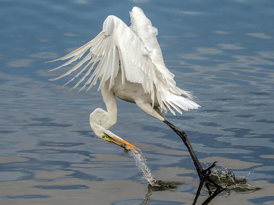 Great Egret and Fish 6636-120117-1cr Photograph by Tam Ryan