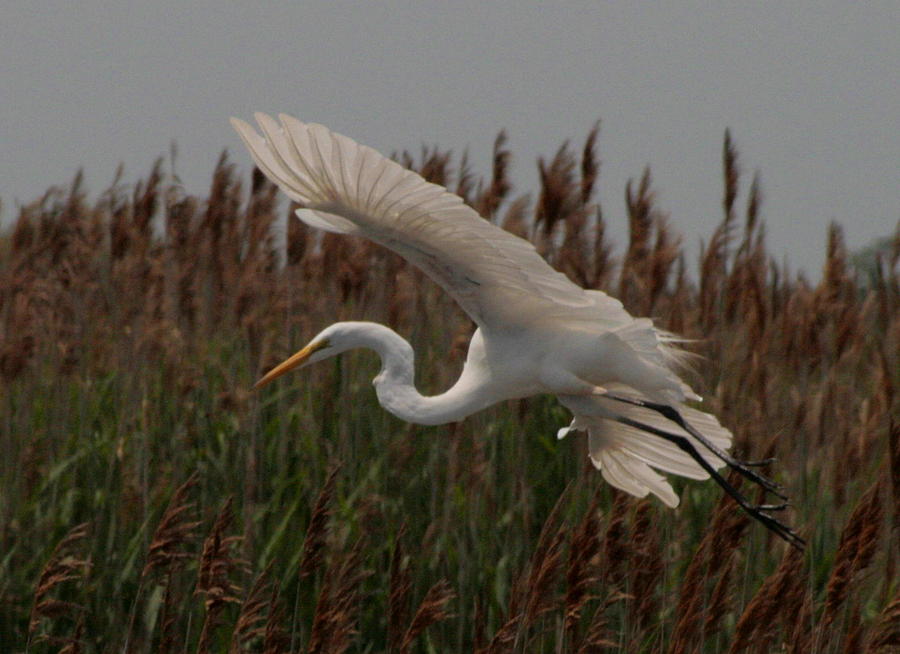 Great Egret and Grass Photograph by Christopher J Kirby