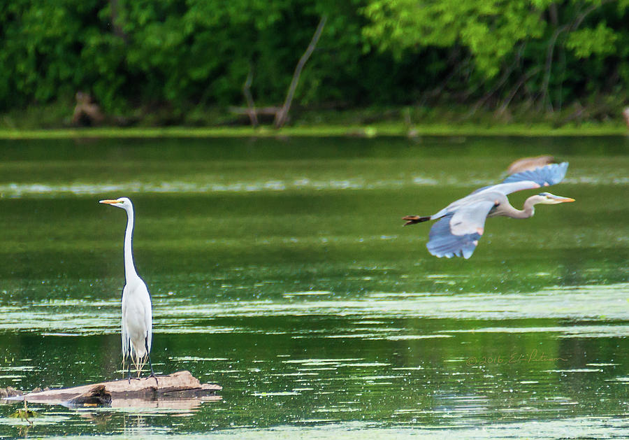 Great Egret And Great Blue Heron Photograph by Ed Peterson