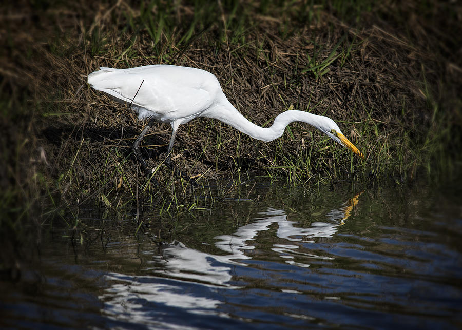 Great Egret and Reflection Photograph by Robert Potts