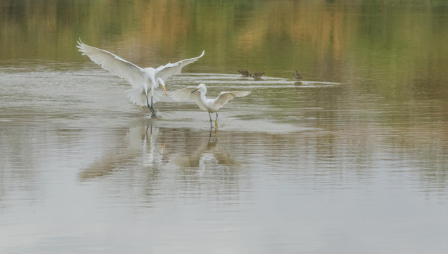 Great Egret and Snowy Egret 6708-021218-1 Photograph by Tam Ryan