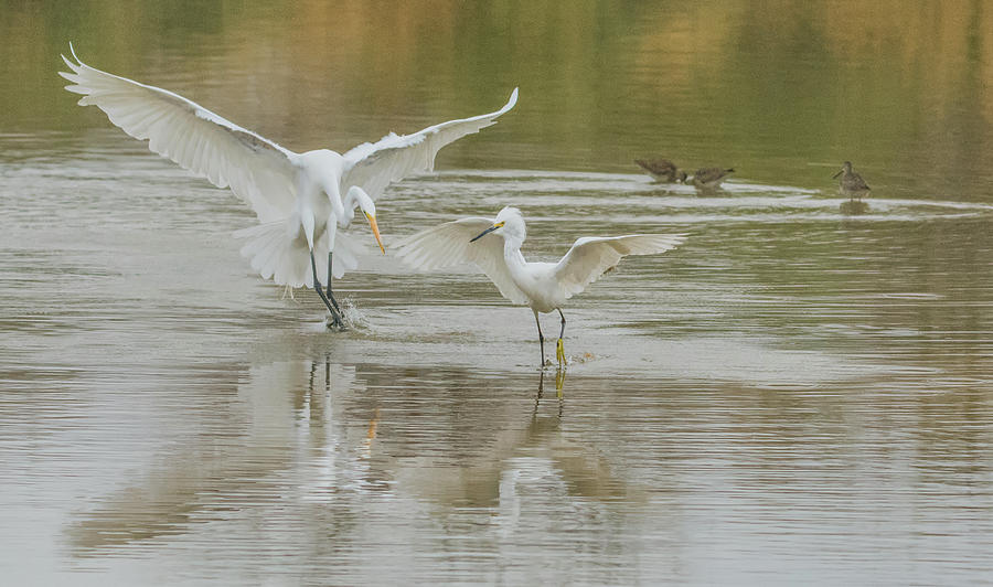 Great Egret and Snowy Egret 6708-021218-1cr Photograph by Tam Ryan