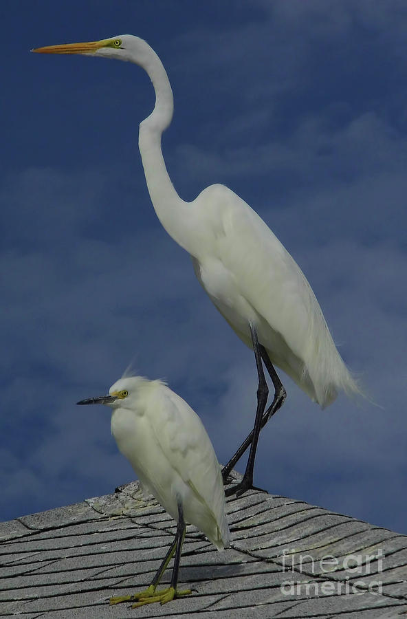 Great Egret and Snowy Egret Photograph by D Hackett