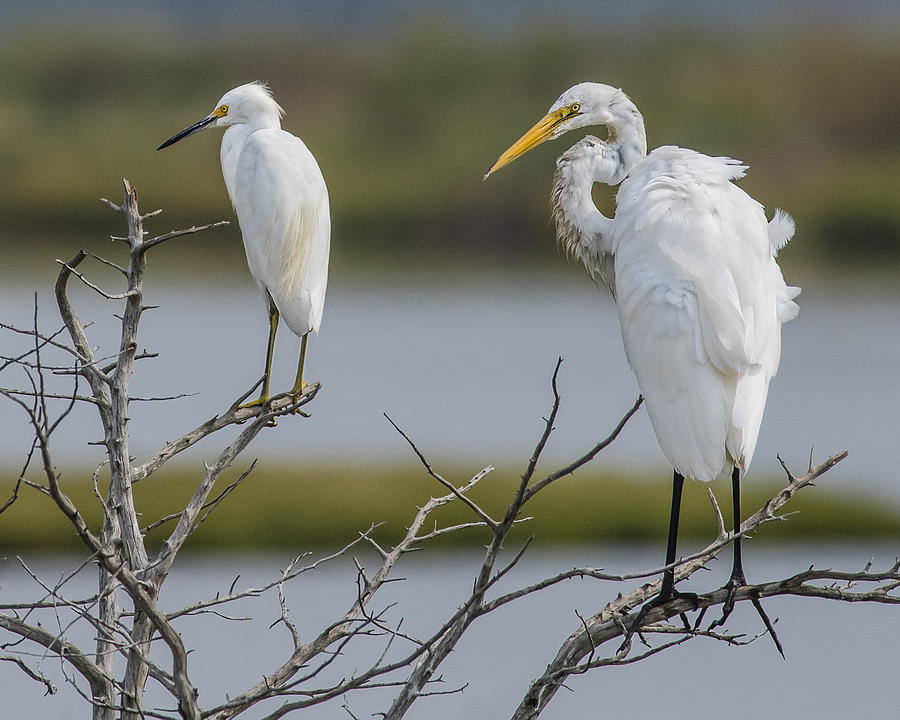 great-egret-and-snowy-egret-perched-photograph-by-morris-finkelstein