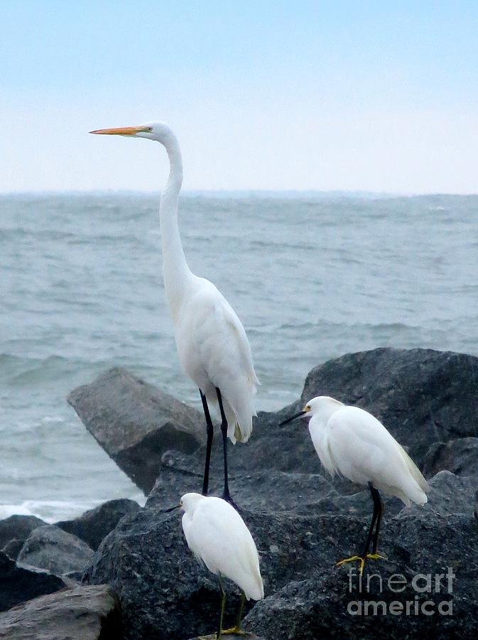 Great Egret and Snowy Egrets Photograph by Tim Townsend