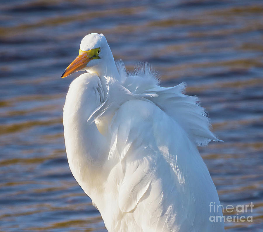 Nature Photograph - Great Egret - Ardea Alba by DB Hayes