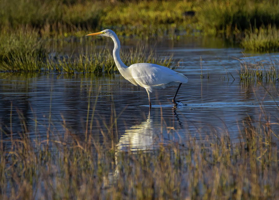 Great Egret, Ardea Alba, In A Pond Photograph