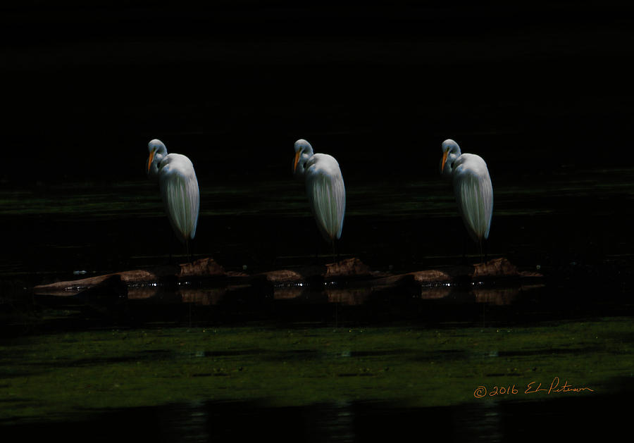 Great Egret Art Photograph by Ed Peterson