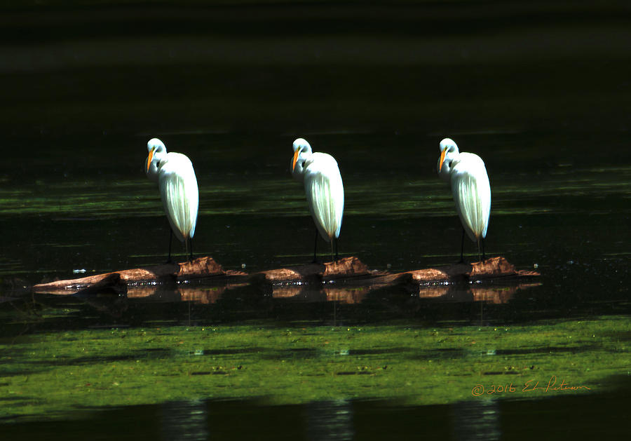 Great Egret Art II Photograph by Ed Peterson