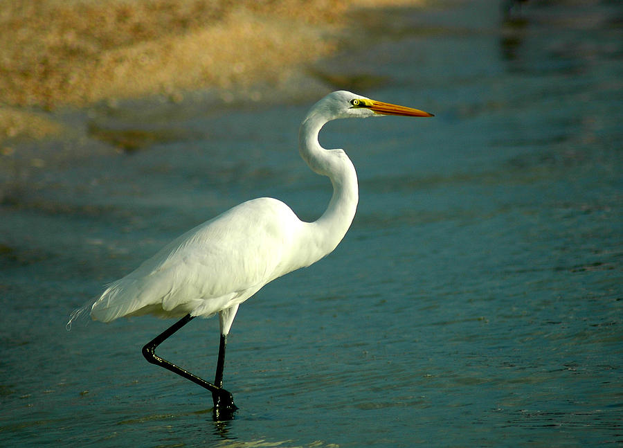 Great Egret At Beach Photograph by Ginger Wakem