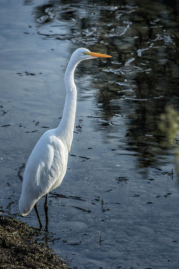 Great Egret at Delta Ponds, No. 1 Photograph by Belinda Greb
