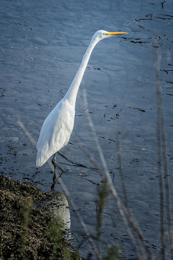 Great Egret at Delta Ponds, No. 2 Photograph by Belinda Greb