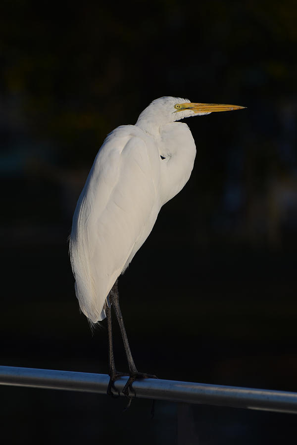 Egret Photograph - Great egret at night by Zina Stromberg