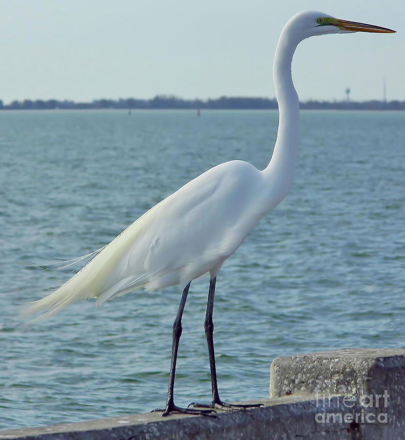 Great Egret At The Gulf Photograph by D Hackett