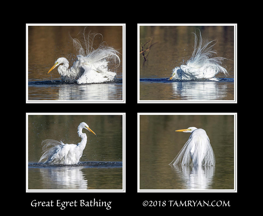Great Egret Bathing Sequence 010518 Photograph by Tam Ryan