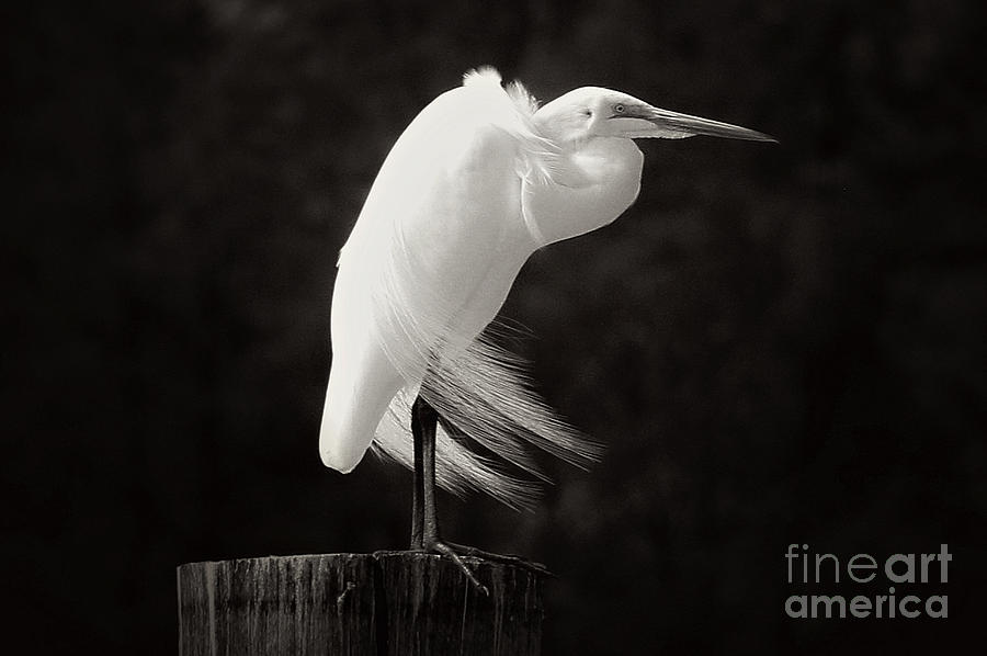 Egret Photograph - Great Egret Black and White by Vickie Emms