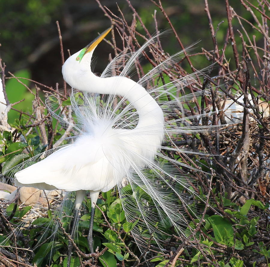 Great Egret breeding plumage Photograph by Robert Mellor | Fine Art America