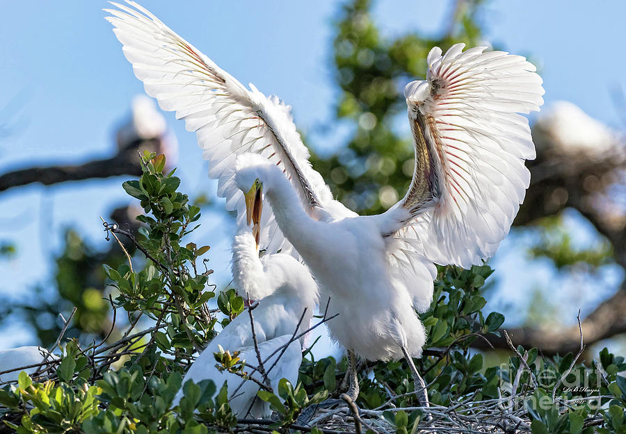 Great Egret Bullying Chick Photograph by DB Hayes