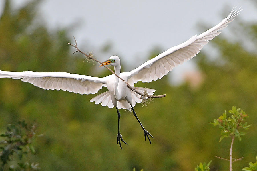Great Egret Carrying Stick to Nest Photograph by Alan Lenk