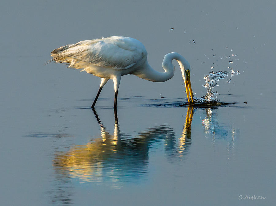 Great Egret Photograph by Charles Aitken