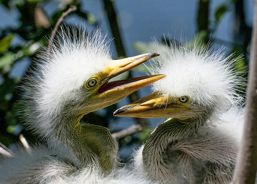 Great Egret Chicks Photograph by Brian Tarr
